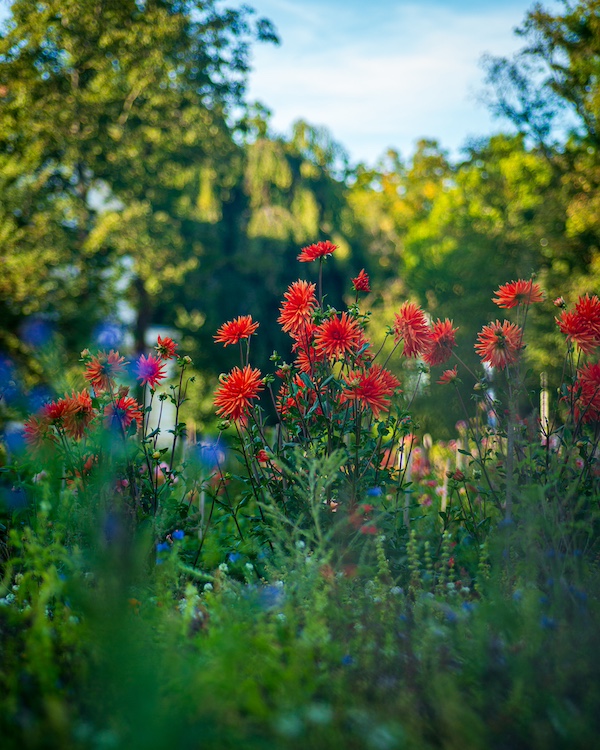 Dahlien vor einer Wildblumenwiese im Dahliengarten Gera