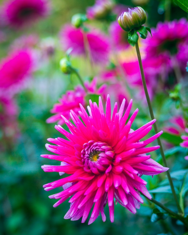 Eine Dahlie aus dem Dahliengarten Gera