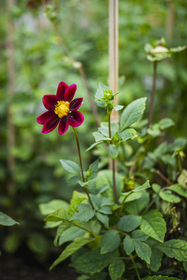 Blüten im Dahliengarten Gera