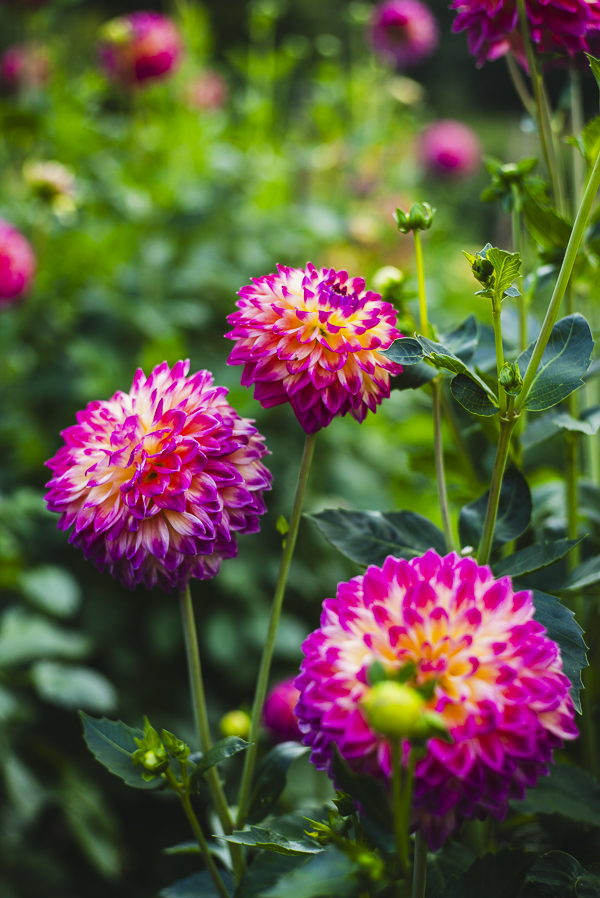 Blüten im Dahliengarten Gera