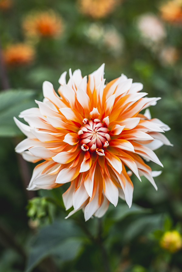 Blüten im Dahliengarten Gera