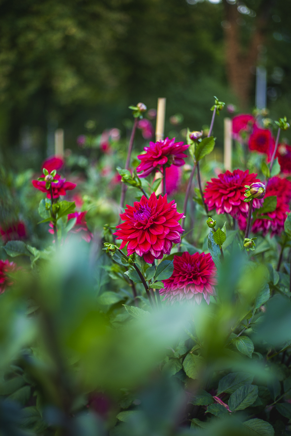 Blüten im Dahliengarten Gera