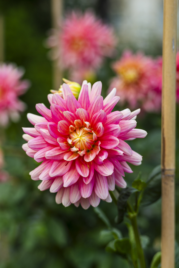 Blüten im Dahliengarten Gera