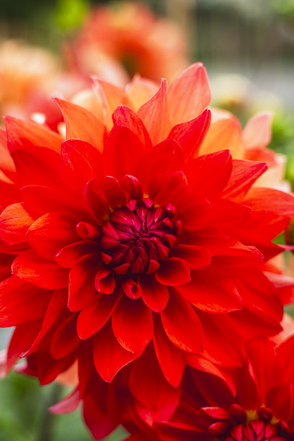 Blüten im Dahliengarten Gera