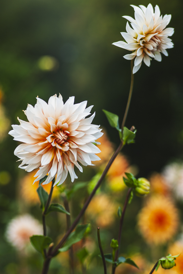 Blüten im Dahliengarten Gera
